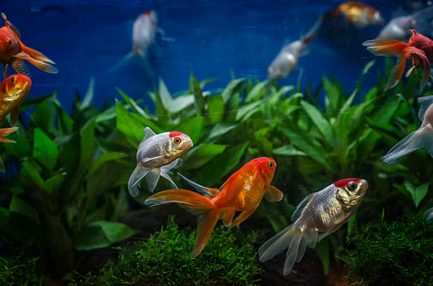 Aquarium Red cap oranda goldfish in an aquarium anubias plant stock pictures, royalty-free photos & images
