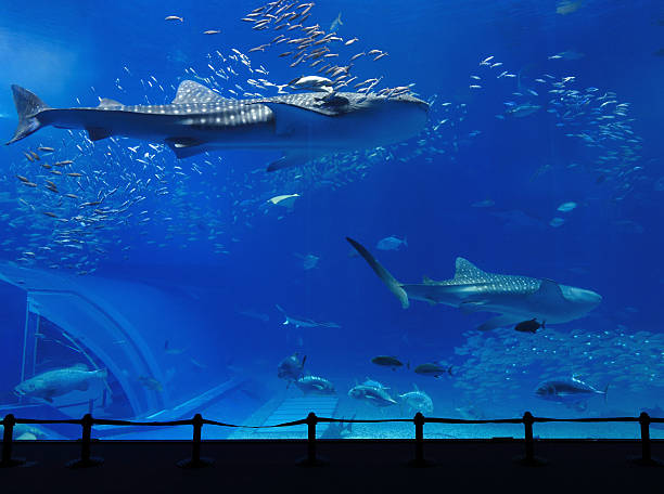 aquarium tank stock photo