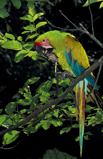 macaw gaura de vierme
