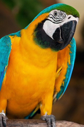 Blue and Yellow Macaw at the zoo in Singapore