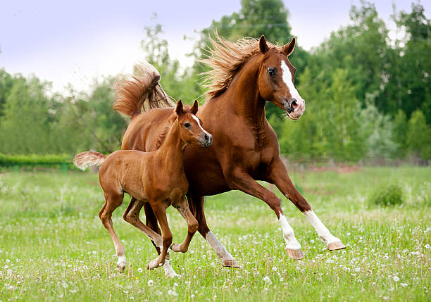 arab mare and foal - foal bildbanksfoton och bilder