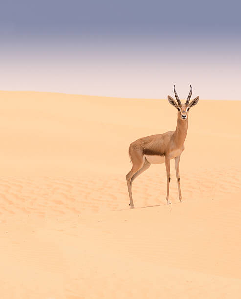 Arabian gazelle, Dubai Desert Conservation Reserve, UAE stock photo
