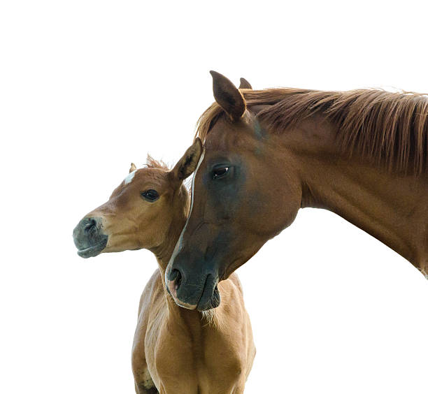 arabian horse love foal and mother cuddling - foal isolated bildbanksfoton och bilder