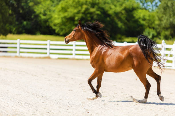 Photo of Arabian Horse on Ranch Photo Series