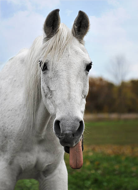 Arabian Horse Sticks out Tongue stock photo