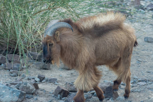 Arabian Tahr walking through a rocky path. Profile view. Arabian Tahr walking through a rocky path. Profile view in the United Arab Emirates. tar stock pictures, royalty-free photos & images