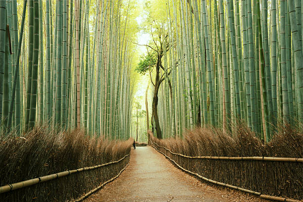 arashiyama bamboo forest in kyoto, japan - japan stockfoto's en -beelden