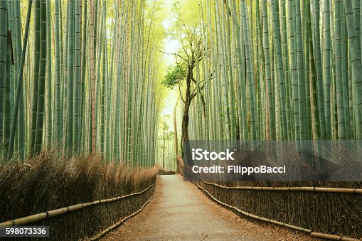 istock Arashiyama Bamboo Forest in Kyoto, Japan 598073336