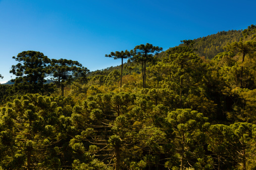 Araucaria tree forest