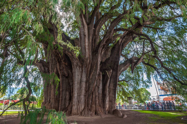 Arbol del Tule, a giant sacred tree in Tule, Mexico stock photo