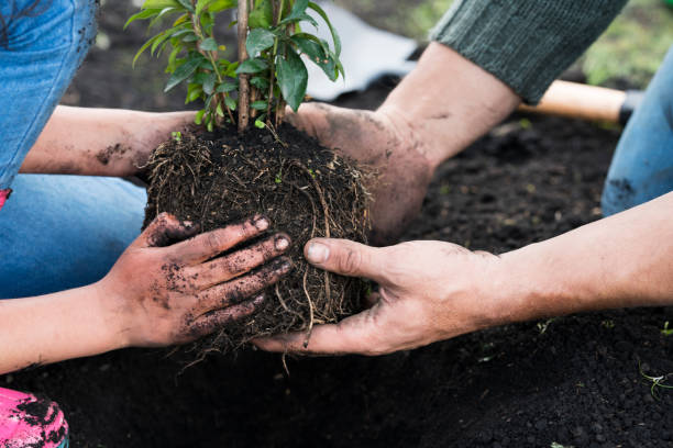latin man in green shirt and latin girl with black hair and pink shirt use their hands to hold from the root to the new tree they are going to plant in the forest and help the planet