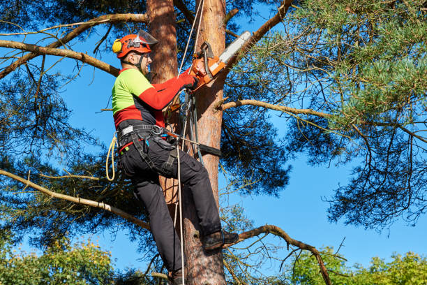 Arborist at work Lumberjack with saw and harness climbing a tree pruning gardening stock pictures, royalty-free photos & images