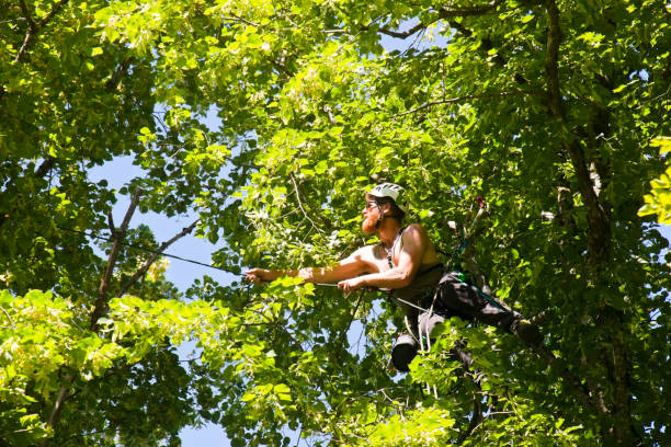 Photo of Arborist climbing from tree to tree