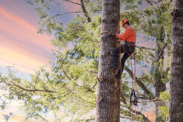 Arborist climbing tree with chainsaw stock photo