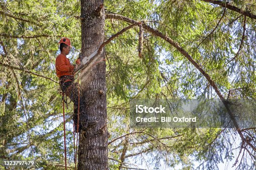 istock Arborist, lumberjack cutting branches on tree 1323797479
