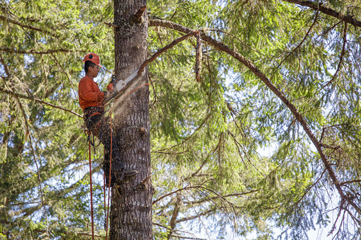 lumberjack cutting branches on tree in Northern California. Arborist.