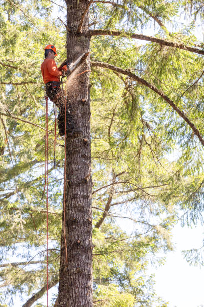 Arborist, lumberjack cutting branches on tree stock photo
