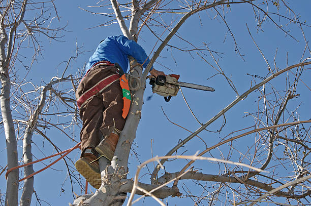 Arborist Up a Tree stock photo