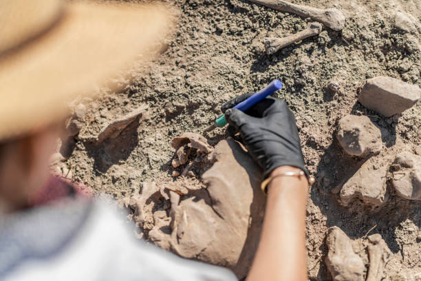 Archaeological Excavations - Ancient Human Skeleton Archaeological excavations. Female archaeologist with tools conducting research on ancient human bones. archaeology stock pictures, royalty-free photos & images