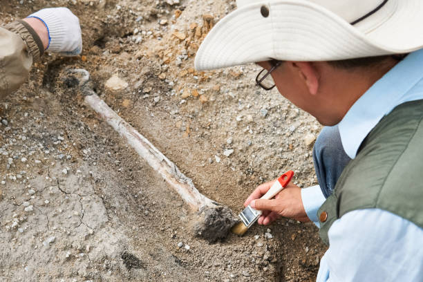 archäologe bei feldexpedition reinigt ausgegrabenen knochen aus erde - archäologe stock-fotos und bilder