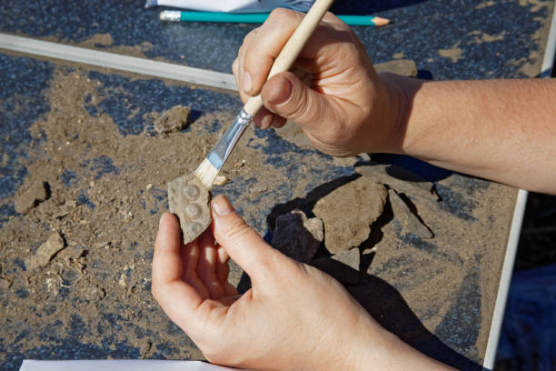 考古学者の手はほこりから発見をクリア - 発掘 ストックフォトと画像