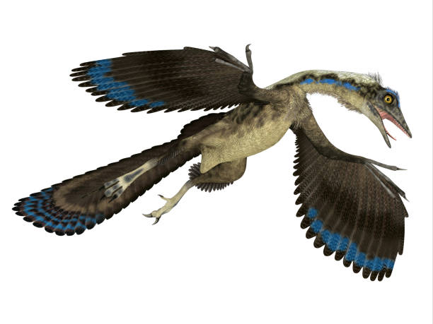 Archaeopteryx Reptile in Flight stock photo