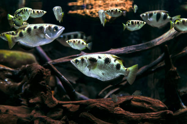 Archerfish in the deep transparent water stock photo