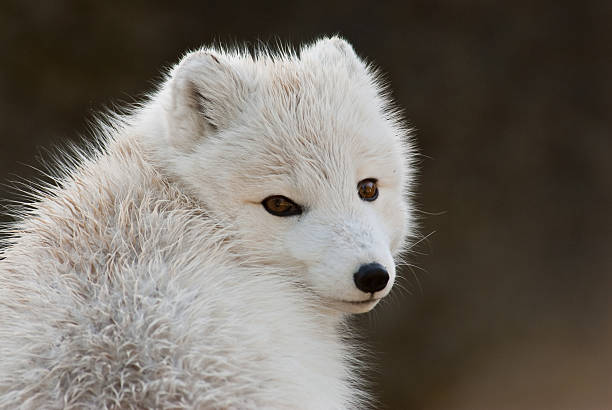 Arctic Fox in Winter Coat The Arctic Fox (Vulpes lagopus) is a small fox native to the Arctic regions of the Northern Hemisphere. It has thick, wam fur that enables it to adapt to the cold tundra environment. The fur is also used as camouflage, turning white in the winter and darker in the summer. jeff goulden wildlife stock pictures, royalty-free photos & images