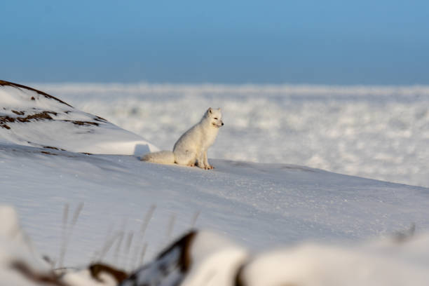 Arctic Fox stock photo