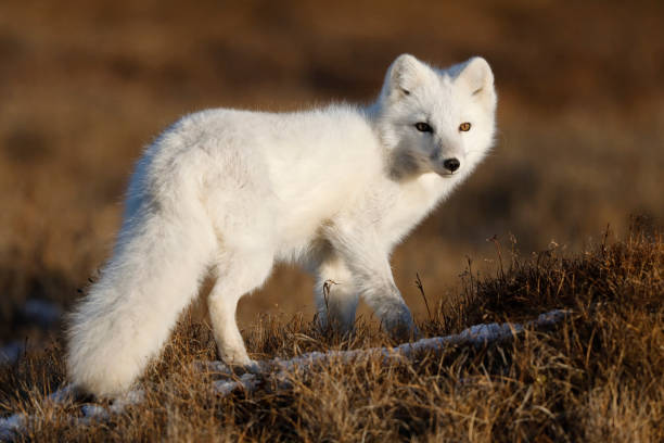 Arctic fox, Vulpes lagopus stock photo