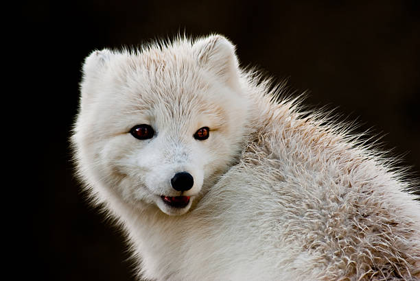 Arctic Fox With Open Mouth The Arctic Fox (Vulpes lagopus) is a small fox native to the Arctic regions of the Northern Hemisphere. It has thick, wam fur that enables it to adapt to the cold tundra environment. The fur is also used as camouflage, turning white in the winter and darker in the summer. jeff goulden wildlife stock pictures, royalty-free photos & images