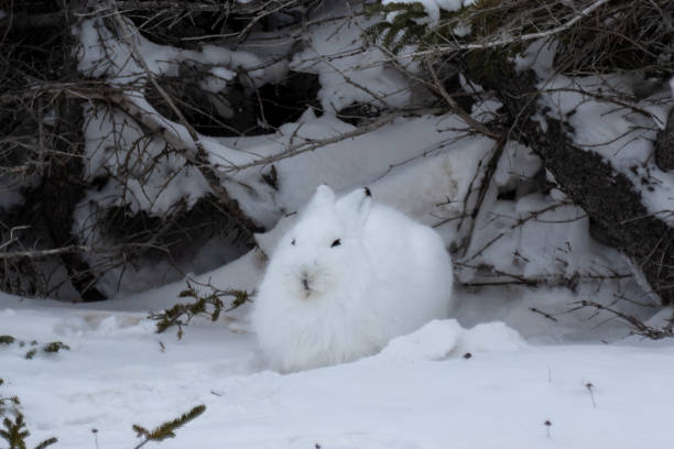 Arctic hare stock photo
