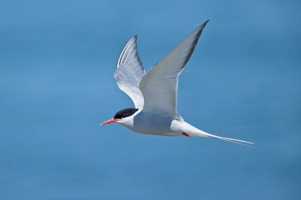 Arctic Tern in flight stock photo