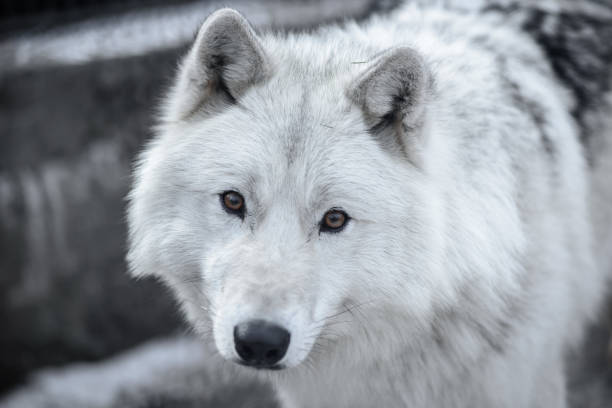 ártico wolf canis lupus arctos aka polar wolf ou white wolf - close-up retrato deste belo predador - wolf portrait - fotografias e filmes do acervo