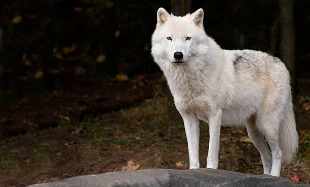 Arctic Wolf Looking at the Camera stock photo