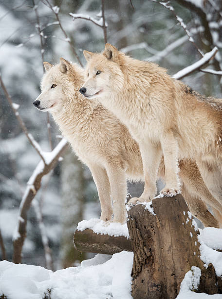 arctic wolves pack in wildlife, winter forest - grijze wolf stockfoto's en -beelden