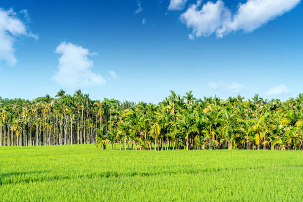 Areca palm or Areca nut tree is known as areca nut palm, betel palm, betel nut palm against the blue sky. stock photo