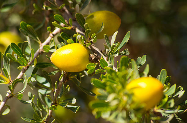 Argan tree with yellow fruits stock photo