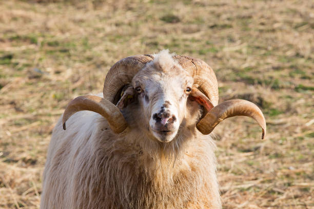 Aries - Ram - Male long-tailed sheep - Animal Portrait stock photo