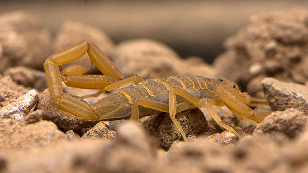 arizona baumrinde skorpion krabbeln - skorpion stock-fotos und bilder