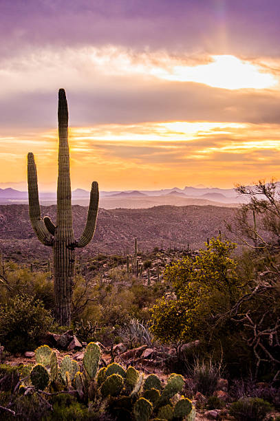Saguaro Cactus Pictures, Images and Stock Photos - iStock