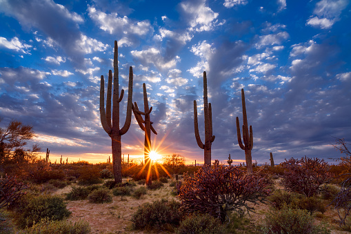 Scenic Arizona desert landscape with Saguaro cactus at sunset.