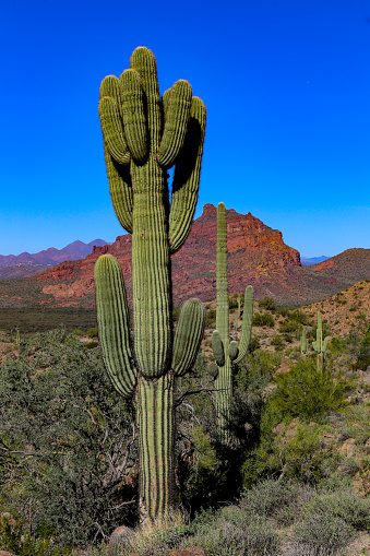 Desert and cactus near Scottsdale, Arizona