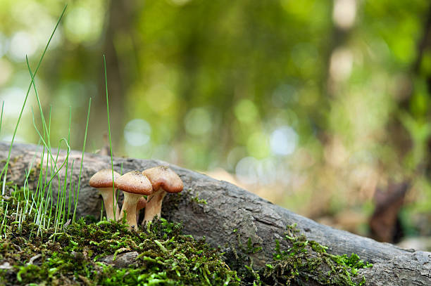 Armillaria mellea - honey mushrooms stock photo