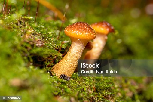istock Armillaria mellea mushrooms grow in large numbers on a tree under moss. 1347280022