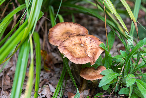 Armillaria, is a genus of parasitic fungi that includes the A. mellea species known as honey fungi that live on trees and woody shrubs. It includes about 10 species formerly categorized summarily as A. mellea.