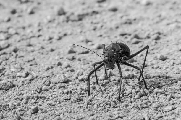 Armored ground cricket in Monochrome An Armored Katydid, Acanthoplus discoidalis, in an aggressive pose on the bare ground in the Augrabies National Park, Northern Cape, South Africa, in Monochrome augrabies falls national park stock pictures, royalty-free photos & images