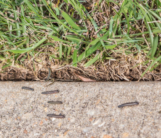 Army  Worms Scurry on Sidewalk Army worms on a military base escape to the sidewalk after lawn is treated with insecticides. worm stock pictures, royalty-free photos & images