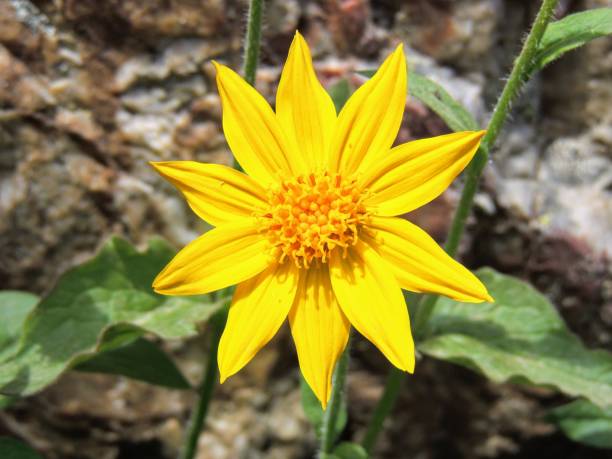 74 arnica montana stock photos pictures royalty free images istock