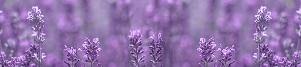 aromatic lavender grows on the field field lavender morning summer blur background wallpaper. selective focus. shallow depth of field lavender color photos stock pictures, royalty-free photos & images
